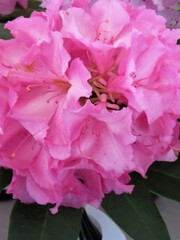 pink rhododendron flower