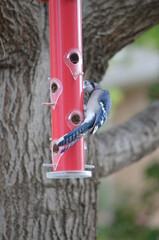 Bluejay