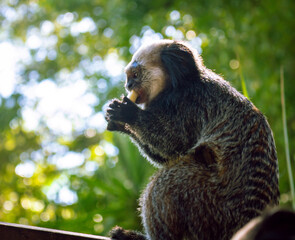 Little monkey from the north of Brazil. Endangered wild animal. Small primate