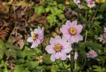 The Wasp and the Japanese Anemone flower