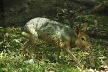 Patagonian mara is walking on the grassland.