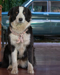 Perro blanco y negro sentado auto de fondo
