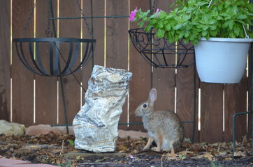 Whitetail Rabbit  in garden