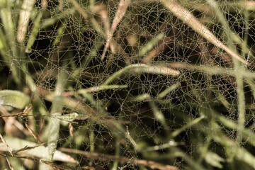Dew droplets on very fine early morning spider web.