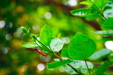 Mating of red cotton stainer bugs
