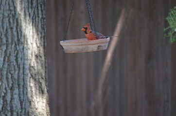 Cardinal bird