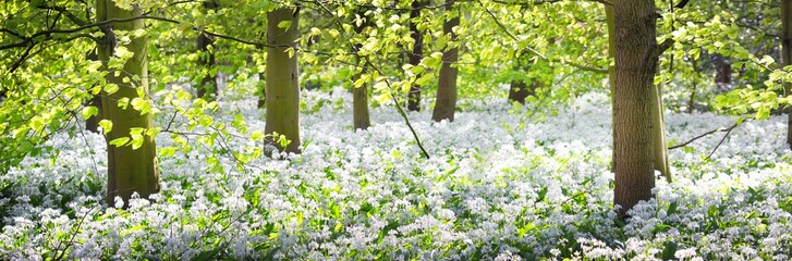 Green forest and white blooming wild garlic (Allium ursinum) in Stochemhoeve, Leiden, the Netherlands. Picturesque panoramic spring landscape. Travel destinations, eco tourism, ecology, pure nature