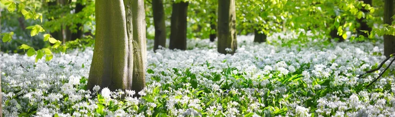 Fotobehang Slaapkamer Green forest and white blooming wild garlic (Allium ursinum) in Stochemhoeve, Leiden, the Netherlands. Picturesque panoramic spring landscape. Travel destinations, eco tourism, ecology, pure nature  © Alex Stemmer