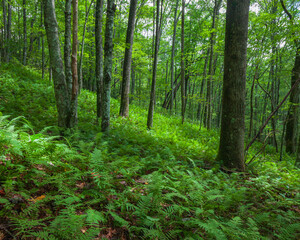 footpath in the woods