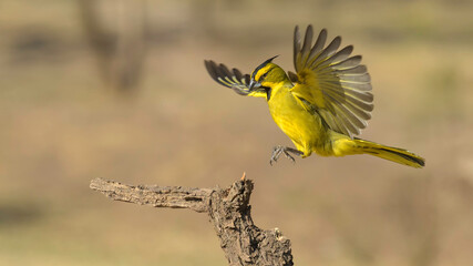 Cardenal amarillo , gubernatrix cristata