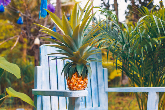 fresh pineapple on blue wooden chair in the garden