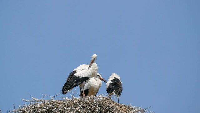 Close up view of a family of adult storks sitting in their nest at a height against the blue sky.