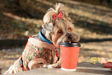 small breed dog sniffs a cup of coffee