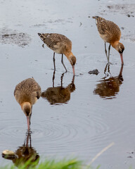 Three Black-Tailed Godwits Feeding in Wetland