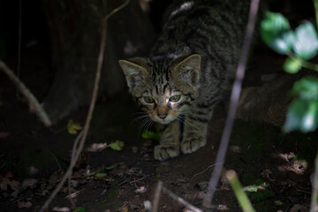 scottish wildcat kitten within dense woodland of facial detail. 