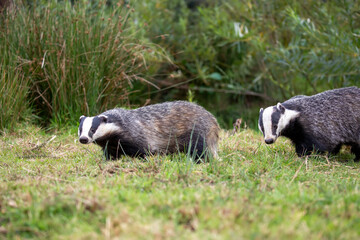 badger group feeding on short grass during a sunny day.