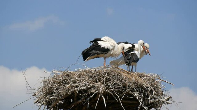 Close up view of a family of adult storks sitting in their nest at a height against the blue sky.