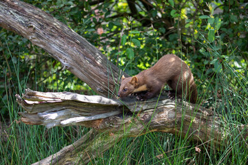 pine marten wide scene of whole body while on a branch within a wood during a sunny day.