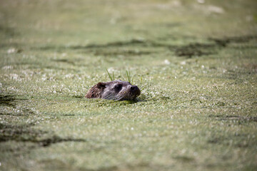 european otter, detail of head seen above surface of green water on a pond during a sunny day.