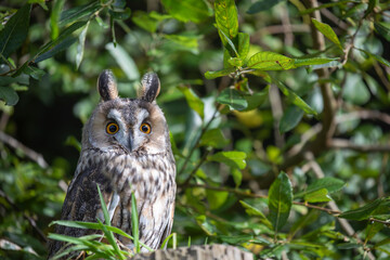 long-eared owl close up scene while perched on a stumped surrounded by leafy branches.
