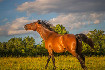 red horse in the field blue sky white clouds, black mane, running, 
