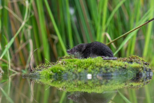 water shrew, close up detail of face and snout while sat on a mossy river bank with reed background.