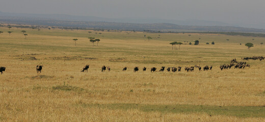 Fototapeta na wymiar Landscape in the Masai Mara of Kenya Africa