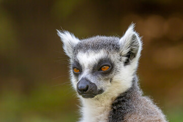 Naklejka na ściany i meble ring-tailed lemur (Lemur catta)