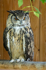 Eurasian eagle-owl (Bubo bubo)