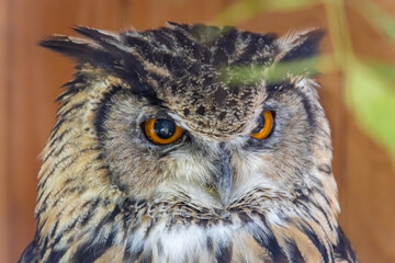 Eurasian eagle-owl (Bubo bubo)