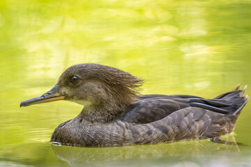 Hooded merganser (Lophodytes cucullatus) swimming in a pond