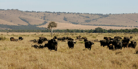 African Landscape in Kenya