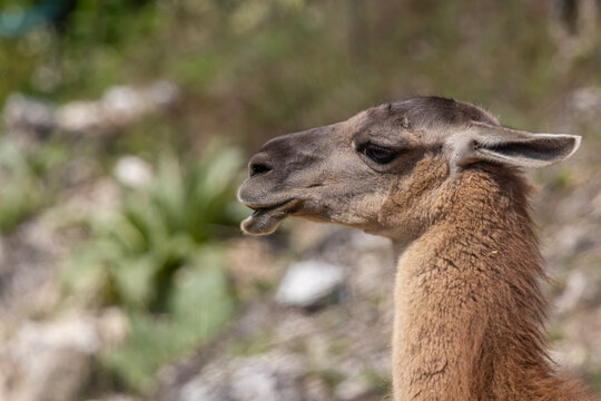 Guanaco (Lama Guanicoe)