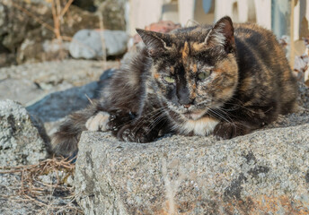 stray cat lying on a stone outdoors in summer..