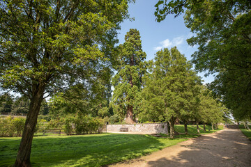 scenic park landscape with tree's, path and sky during a sunny day in summer.