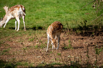 fallow deer, female grazing and looking on short green grass during a sunny day