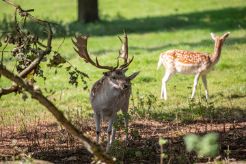 fallow deer, stag in shade of large tree looking around.