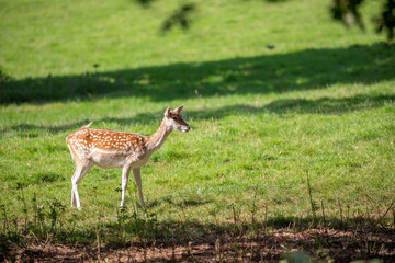 fallow deer, female grazing and looking on short green grass during a sunny day