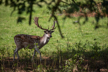 Naklejka na ściany i meble fallow deer, stag in shade of large tree looking around.