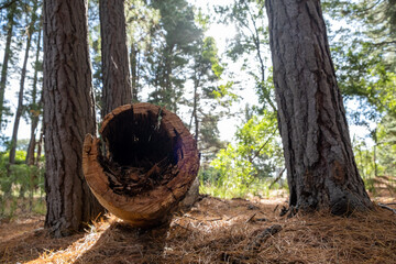 Closeup of fallen hollow conifer tree trunk in the forest