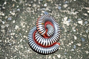Millipedes on grunge concrete floor