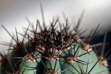The top of a spiky cactus plant. 