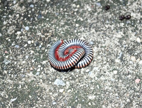 Millipedes on grunge concrete floor