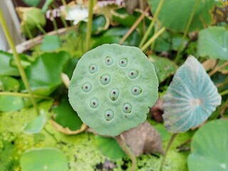 Lotus seeds in the potted plants 