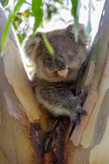 An Australian Koala Bear marsupial in a Eucalyptus tree with an eye infected with Chlamydia which is common amongst the tree dwellers. 