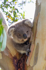 An Australian Koala Bear marsupial in a Eucalyptus tree with an eye infected with Chlamydia which is common amongst the tree dwellers. 