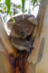 An Australian Koala Bear marsupial in a Eucalyptus tree with an eye infected with Chlamydia which is common amongst the tree dwellers. 