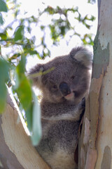 An Australian Koala bear in a Eucalyptus tree