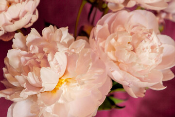 Pink peony rose flowers against a dark background