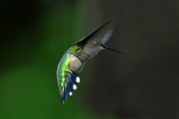 Ruby-Throated Hummingbird